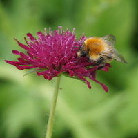 Knautia macedonica Knautia macedonica