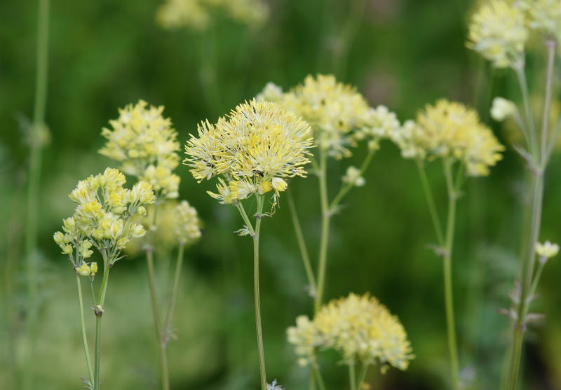 Thalictrum flavum ssp. glaucum - Große Wiesenraute