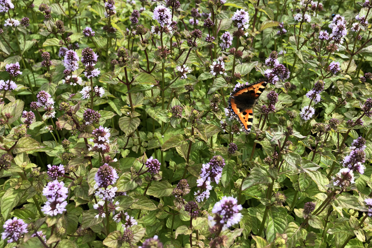 Mentha x piperita 'Mitcham'