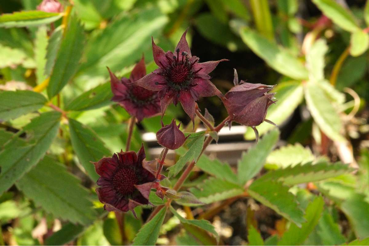 Potentilla (Comarum) palustris - Sumpf-Blutauge