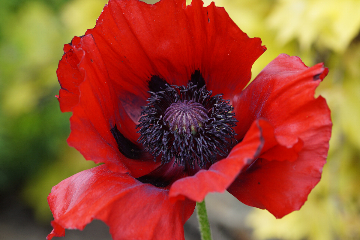 Papaver Orientale-Hybr. 'Beauty of Livermere' - Orientalischer Mohn