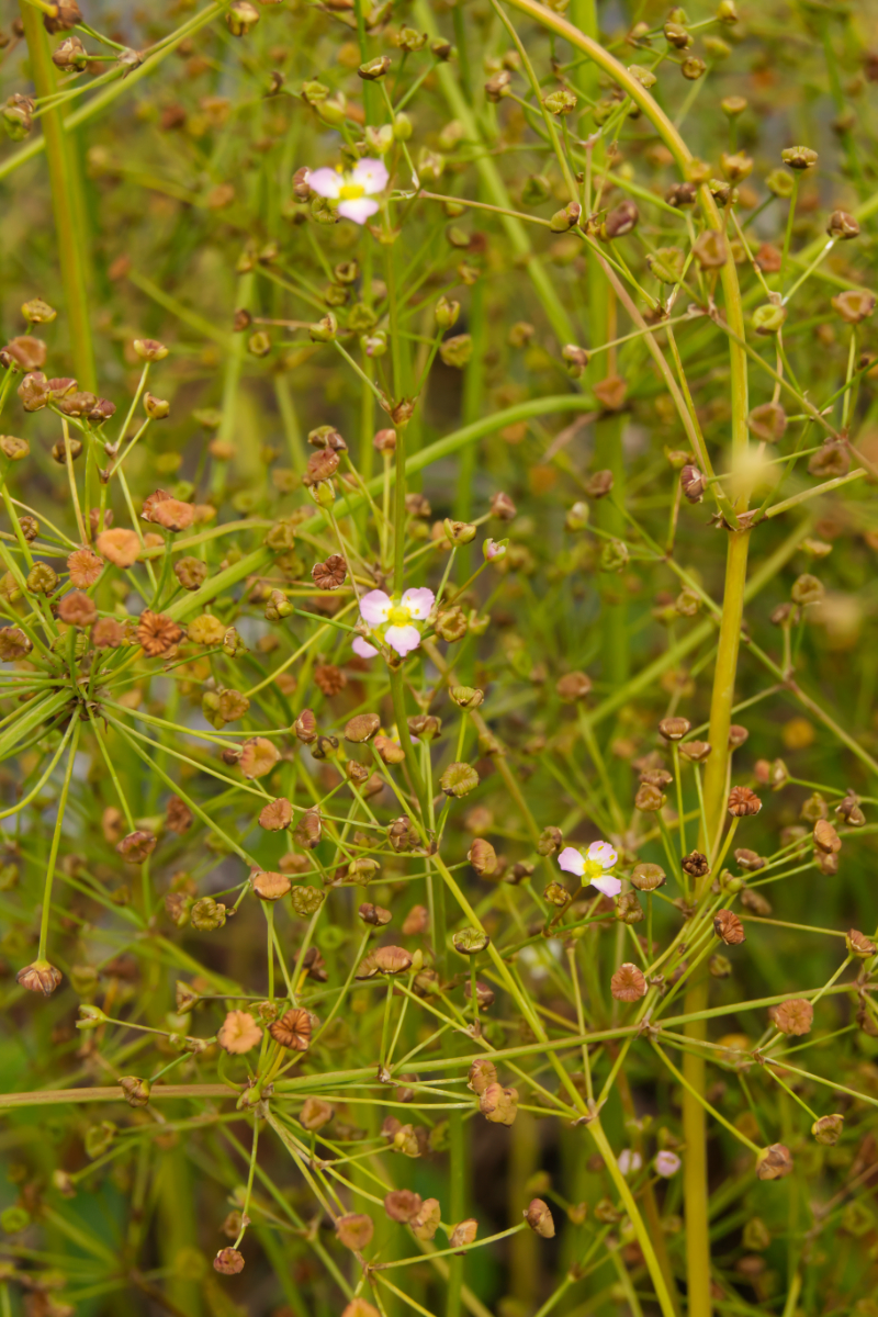 Alisma parviflora (subcordatum)