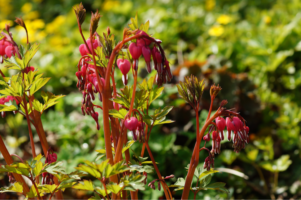 Dicentra spectabilis