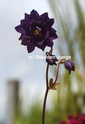 Aquilegia vulgaris plena 'Blue Barlow'