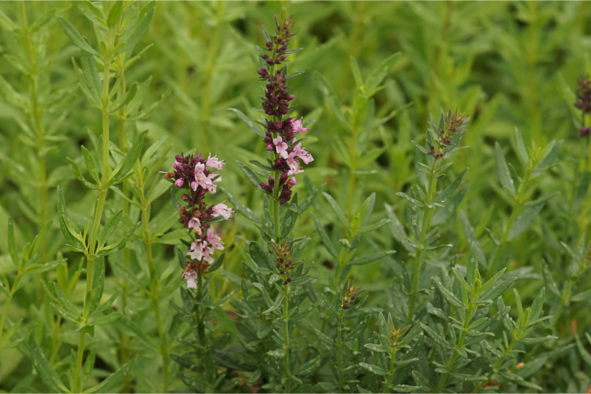 Hyssopus officinalis 'Roseus' - Ysop