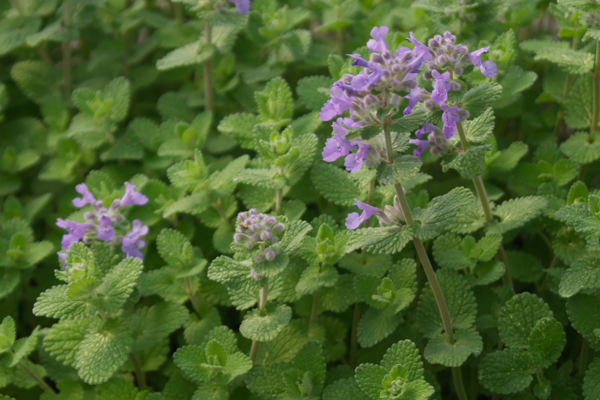 Nepeta racemosa 'Odeur Citron'  - Katzenminze