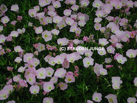Oenothera speciosa 'Siskiyou'