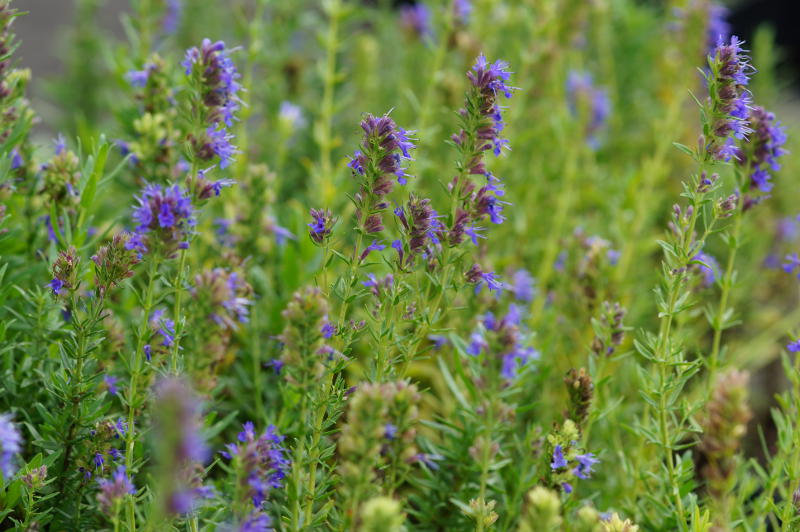 Hyssopus officinalis ssp.aristatus