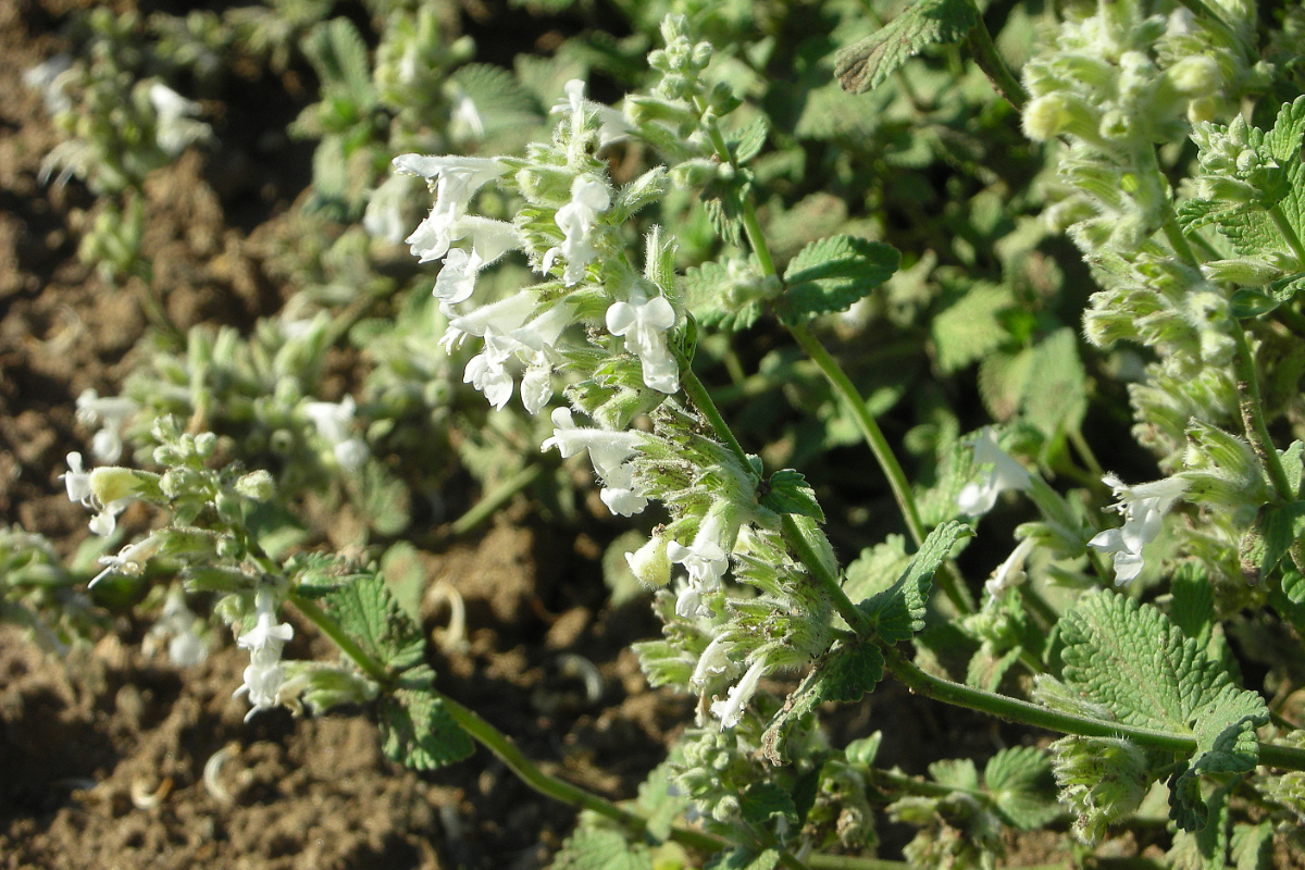 Nepeta racemosa 'Snowflake'