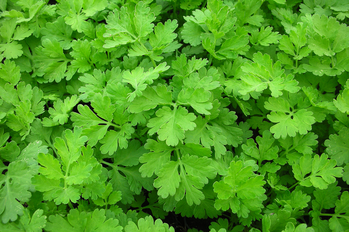Tanacetum parthenium (Chrysanthemum parthenium)