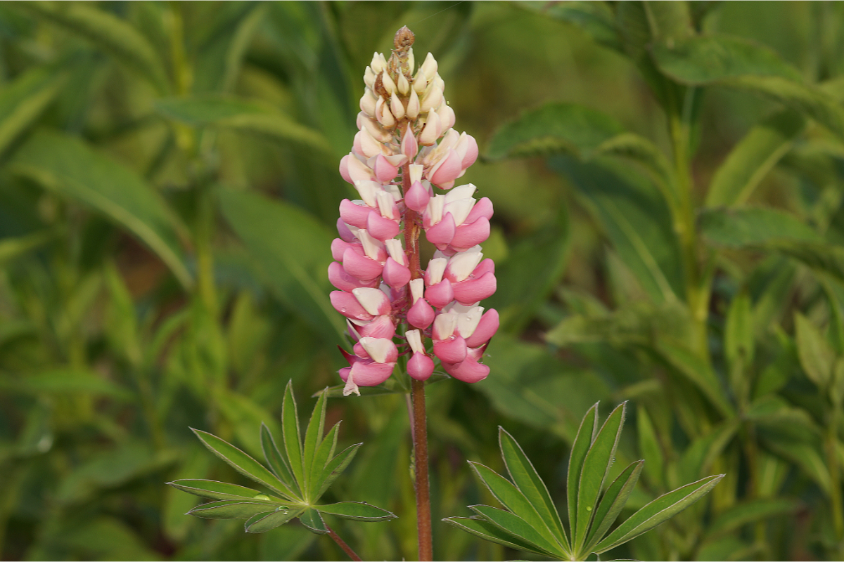 Lupinus Polyphyllus-Hybr. 'Schloßfrau' - Lupine