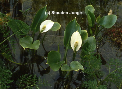 Calla palustris