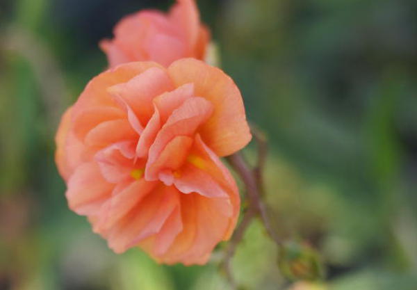 helianthemum_hybride_junges_apricot_(1)