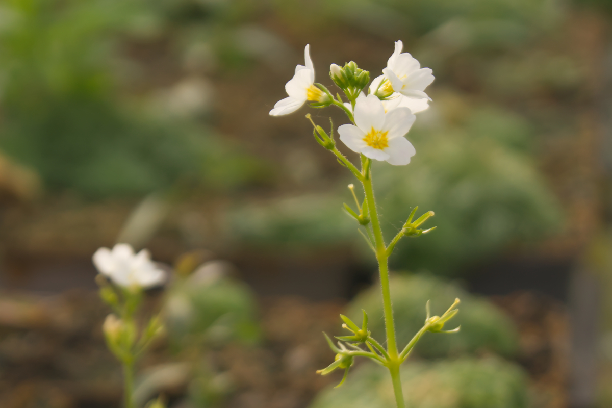 Hottonia palustris