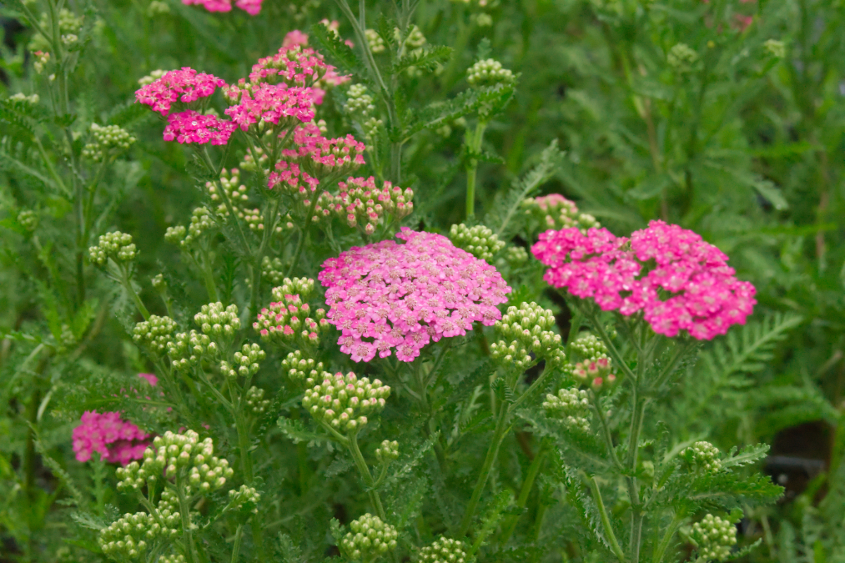 Achillea Millefolium-H.'Pink Grapefruit' (R) (Tutti-Frutti-Serie) - Schafgarbe