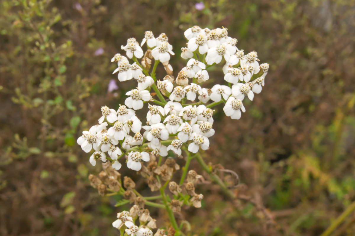 Achillea millefolium 'White Beauty'