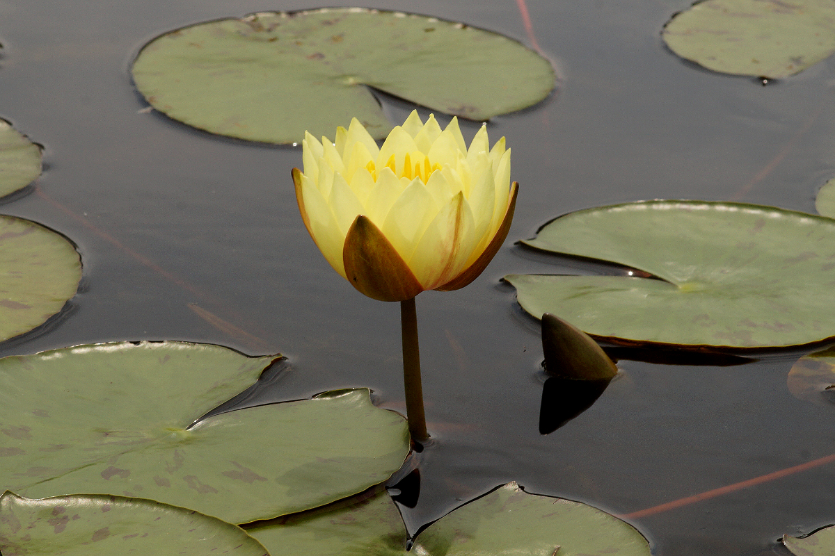 Nymphaea Hybride 'Joey Tomocik' - Seerose