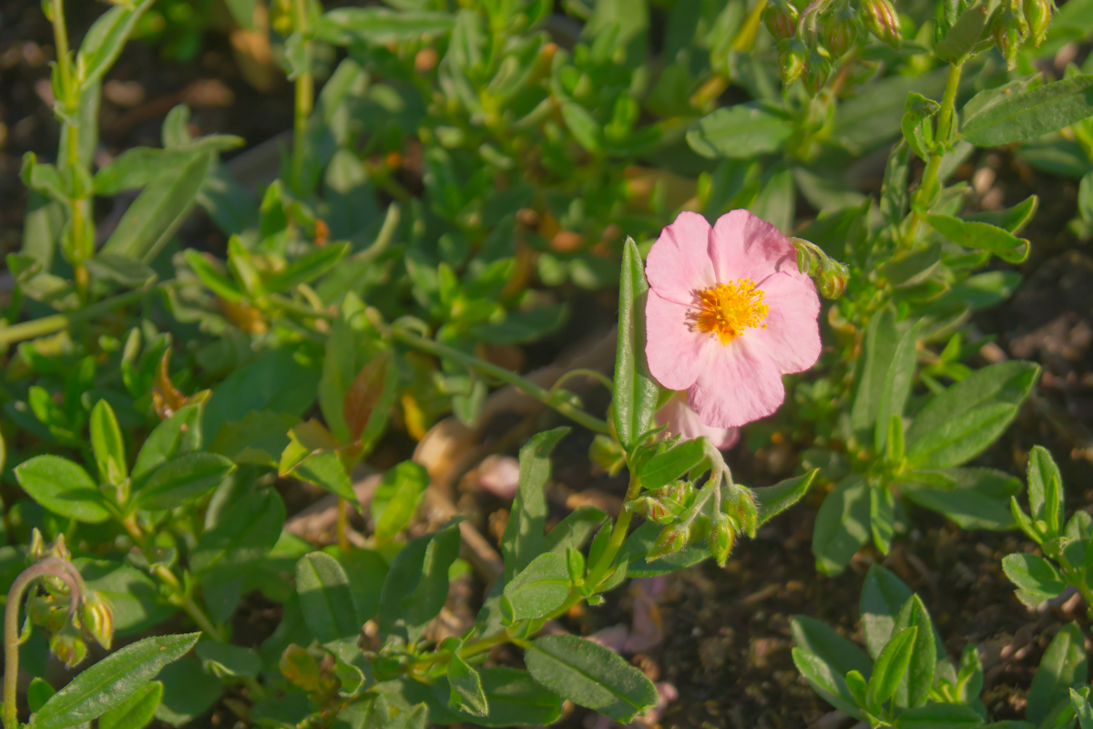 Helianthemum Hybride 'Lawrensons Pink'