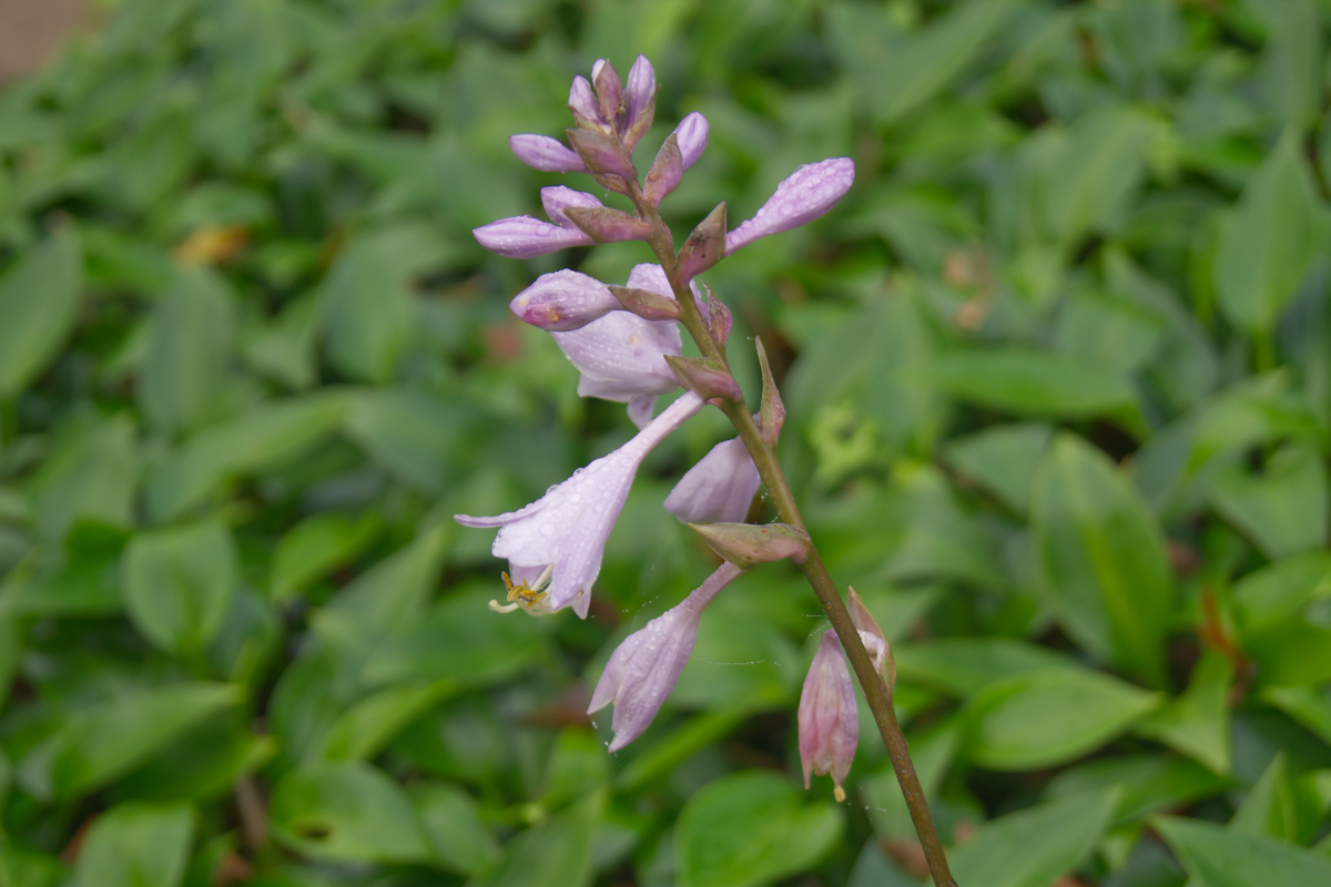 Hosta Hybride 'Devon Green'