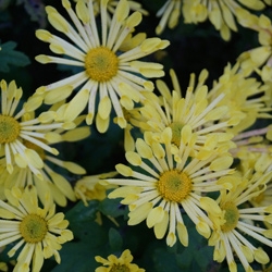 Chrysanthemum Tante Heti