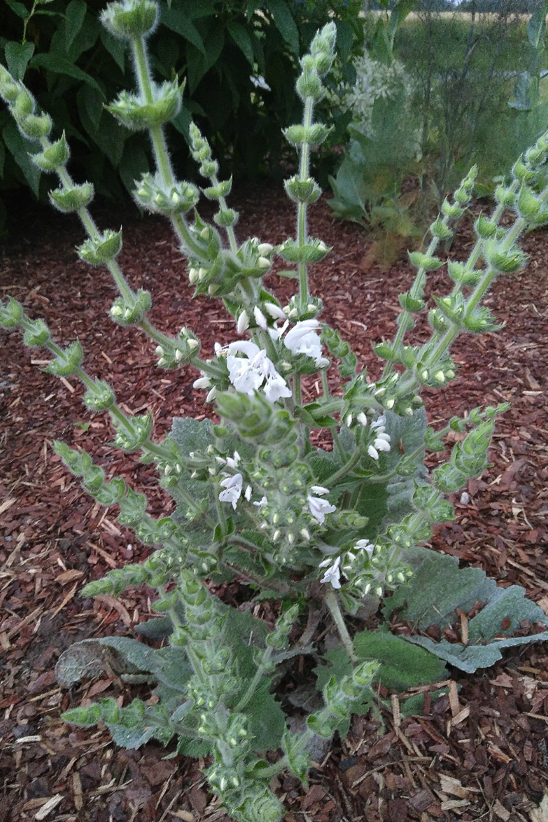 Salvia argentea
