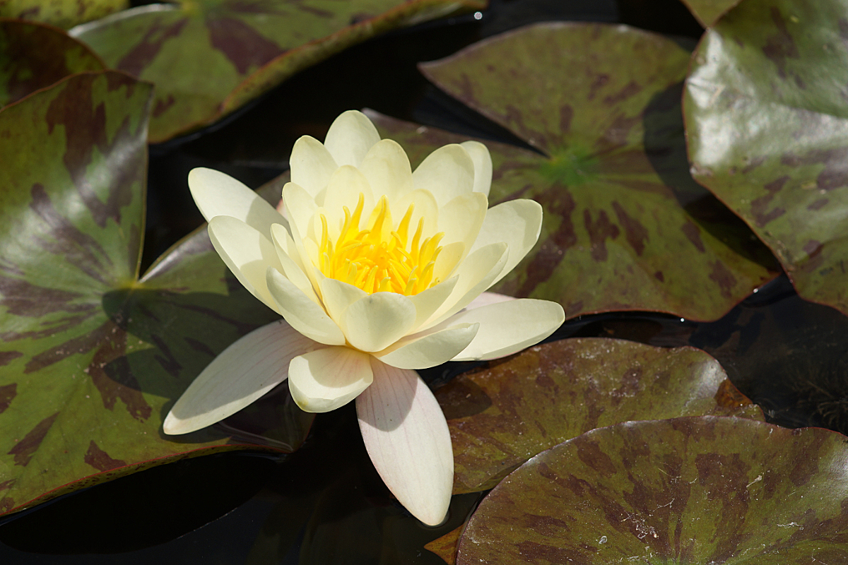 Nymphaea Hybride 'Marliacea Chromatella'