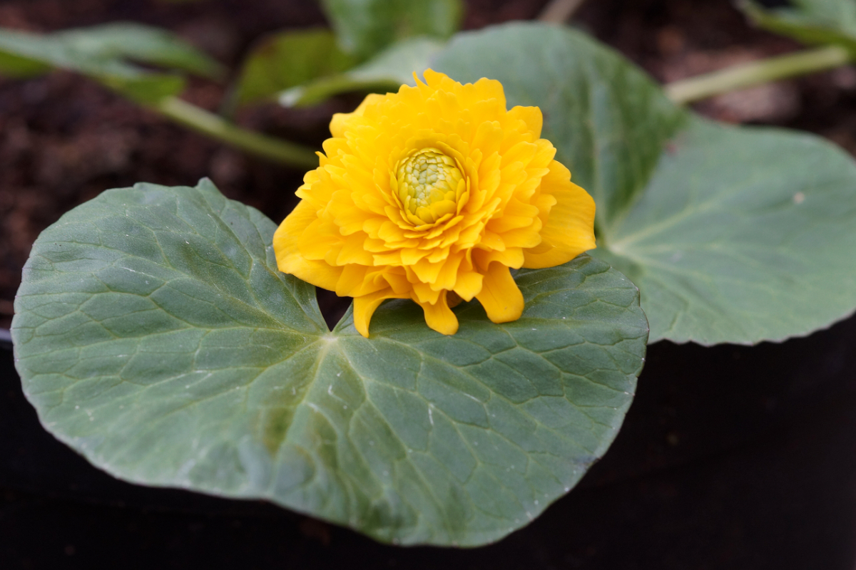 Caltha palustris 'Multiplex'('Plena')