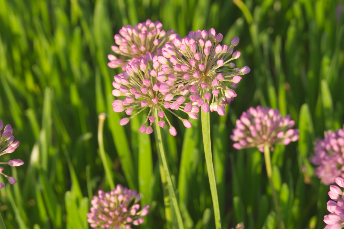 Allium senescens 'Millenium'