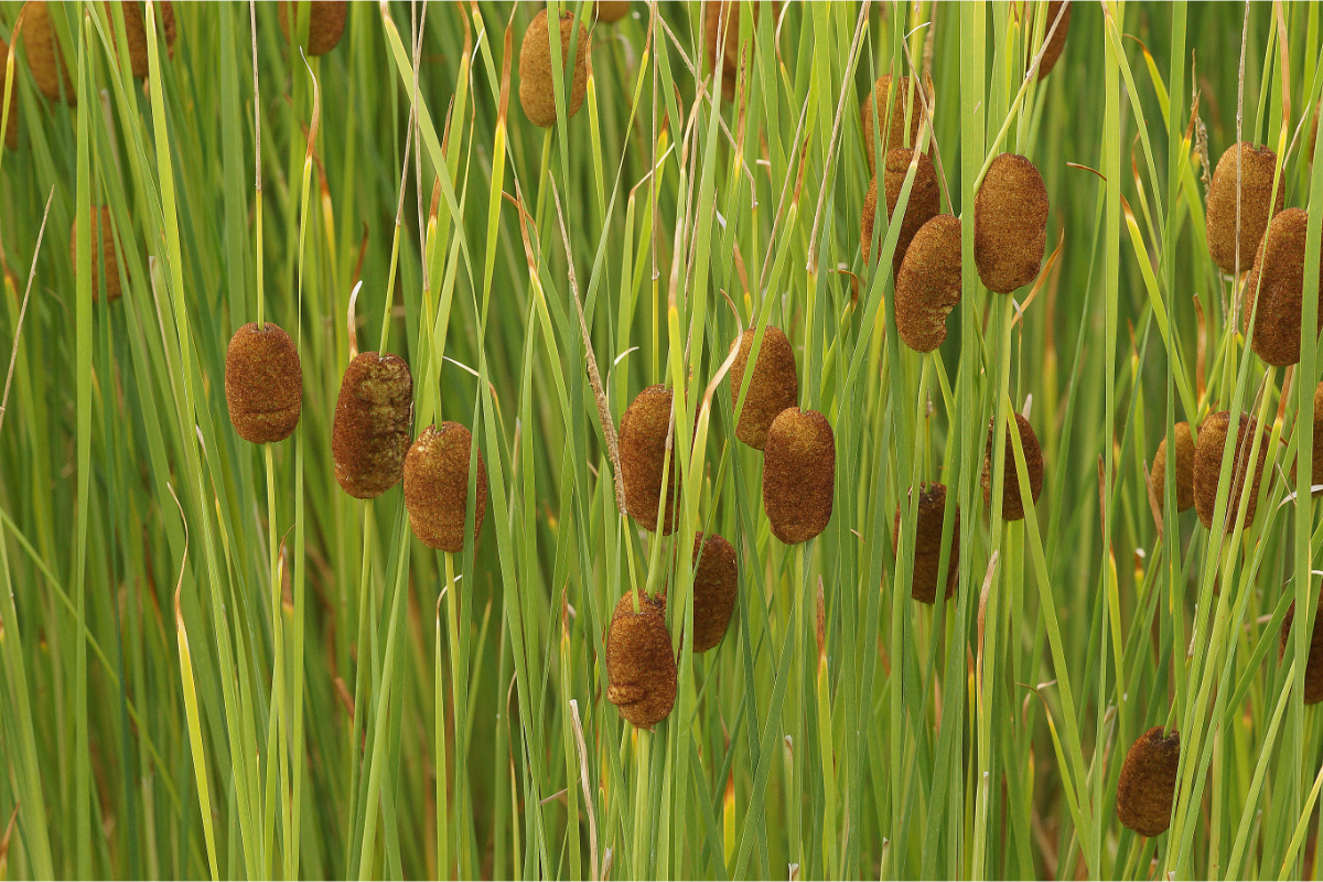 Typha laxmannii - Lockerer Rohrkolben