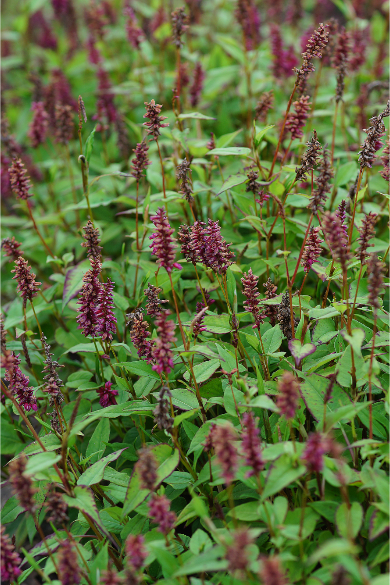 Bistorta amplexicaulis 'Inverleith'