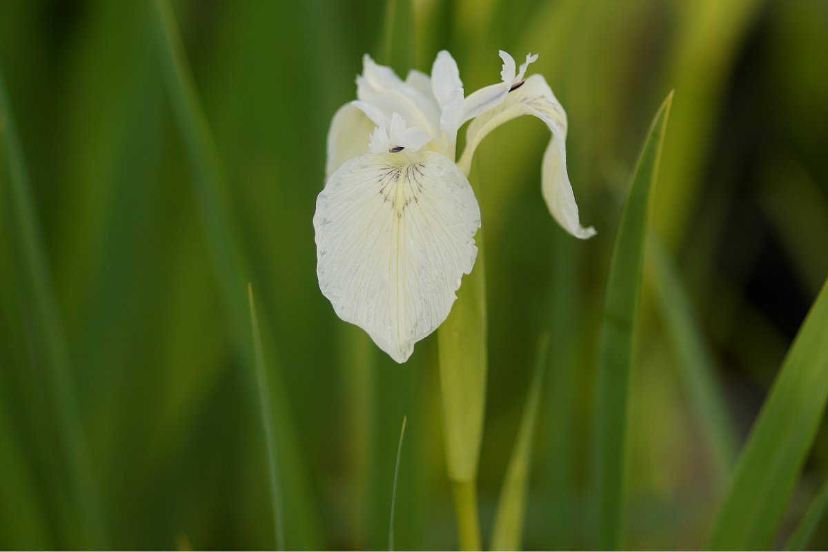 Iris pseudacorus 'Creme de la Creme' - Sumpfschwertlilie
