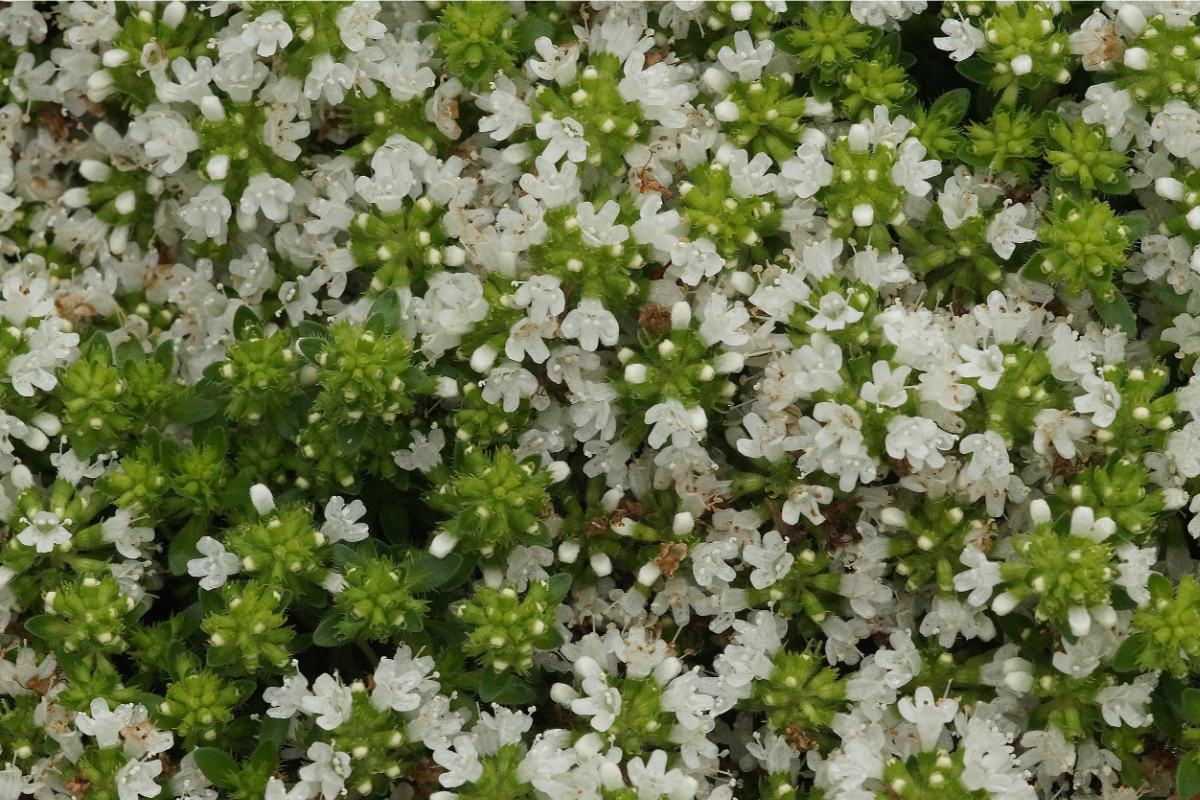 Thymus serpyllum 'Albus'