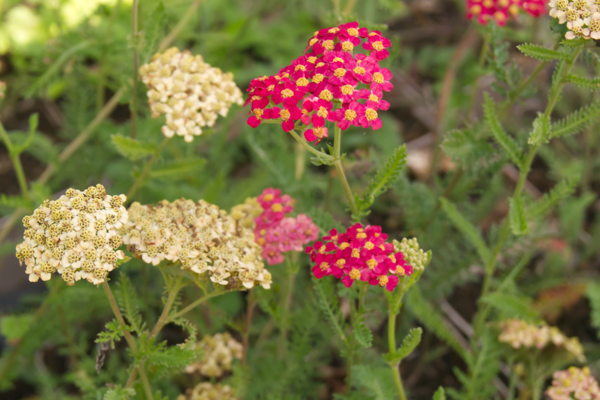Achillea Millefolium-Hybr. 'Paprika'