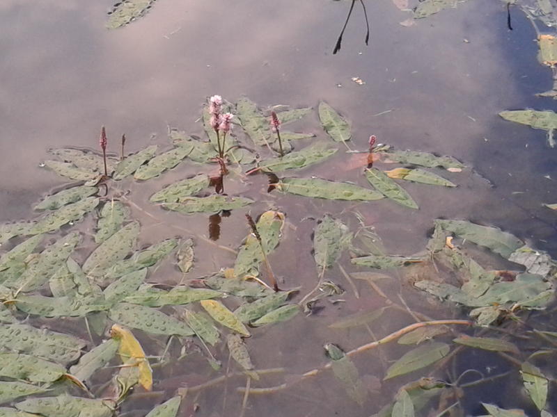 Polygonum amphibium