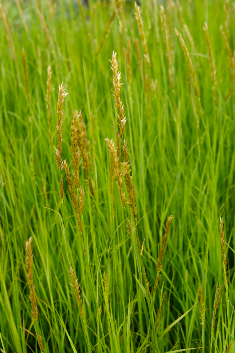 Melica ciliata - Perlgras