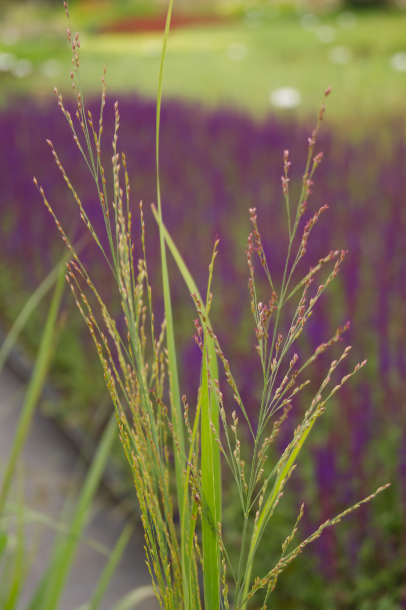 Panicum virgatum 'Northwind'