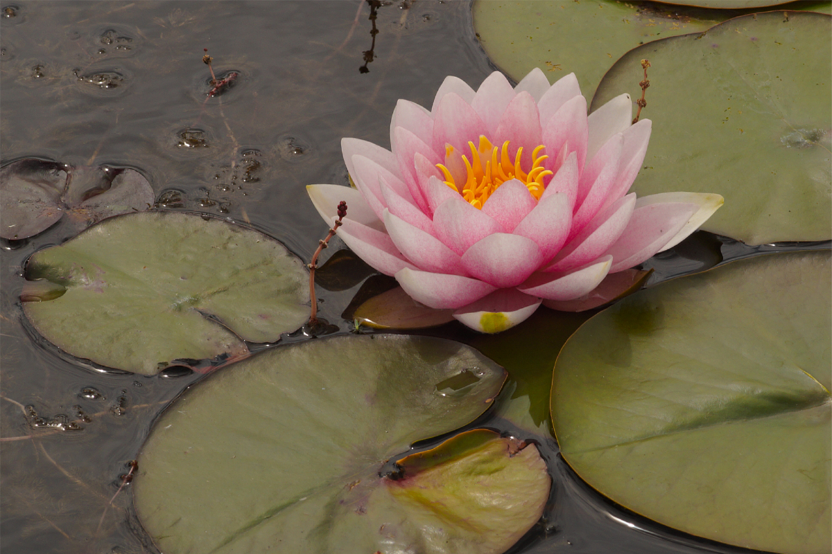 Nymphaea Hybride 'Darwin' ('Hollandia')