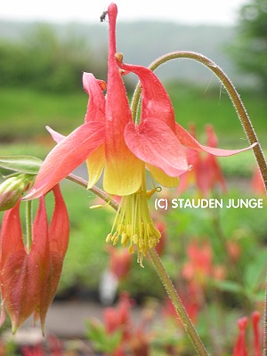 Aquilegia canadensis