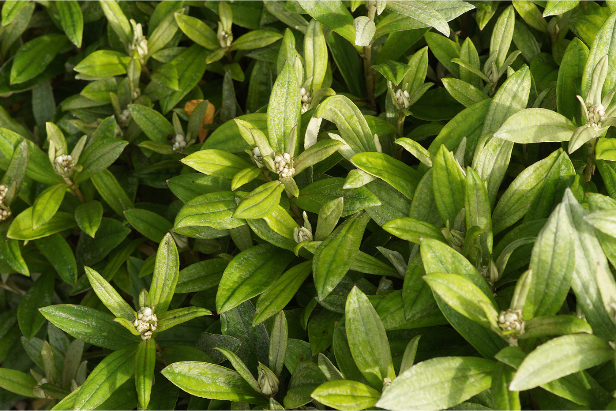 Anaphalis triplinervis 'Sommerschnee'