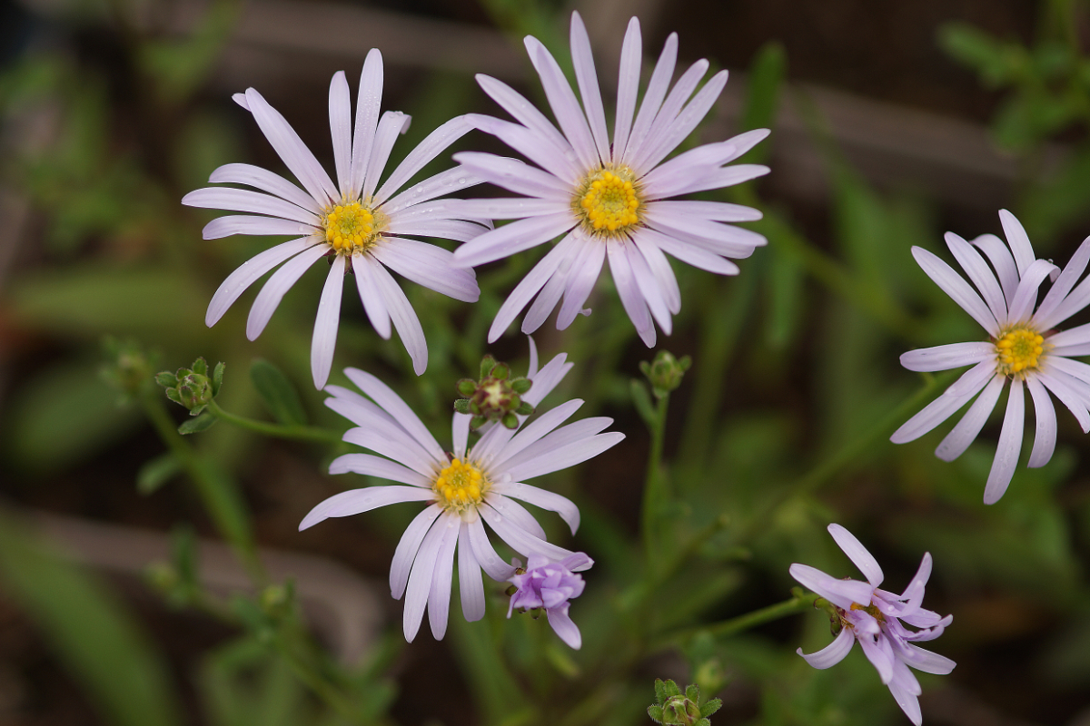 Aster pyrenaeus 'Lutetia'