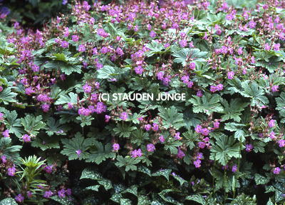 Geranium macrorrhizum