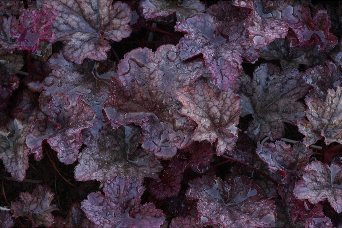 Heuchera Micrantha-Hybr. 'Plum Pudding' - Purpurglöckchen
