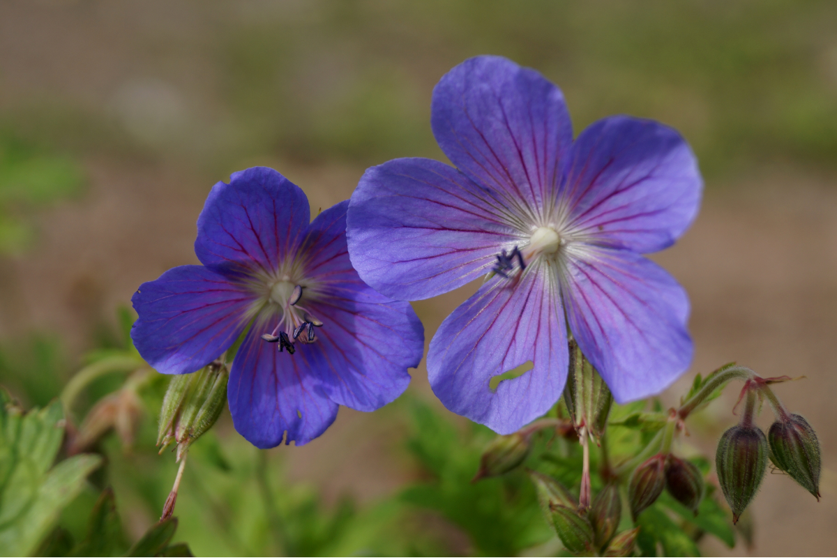 Geranium pratense  'Johnson's Blue'