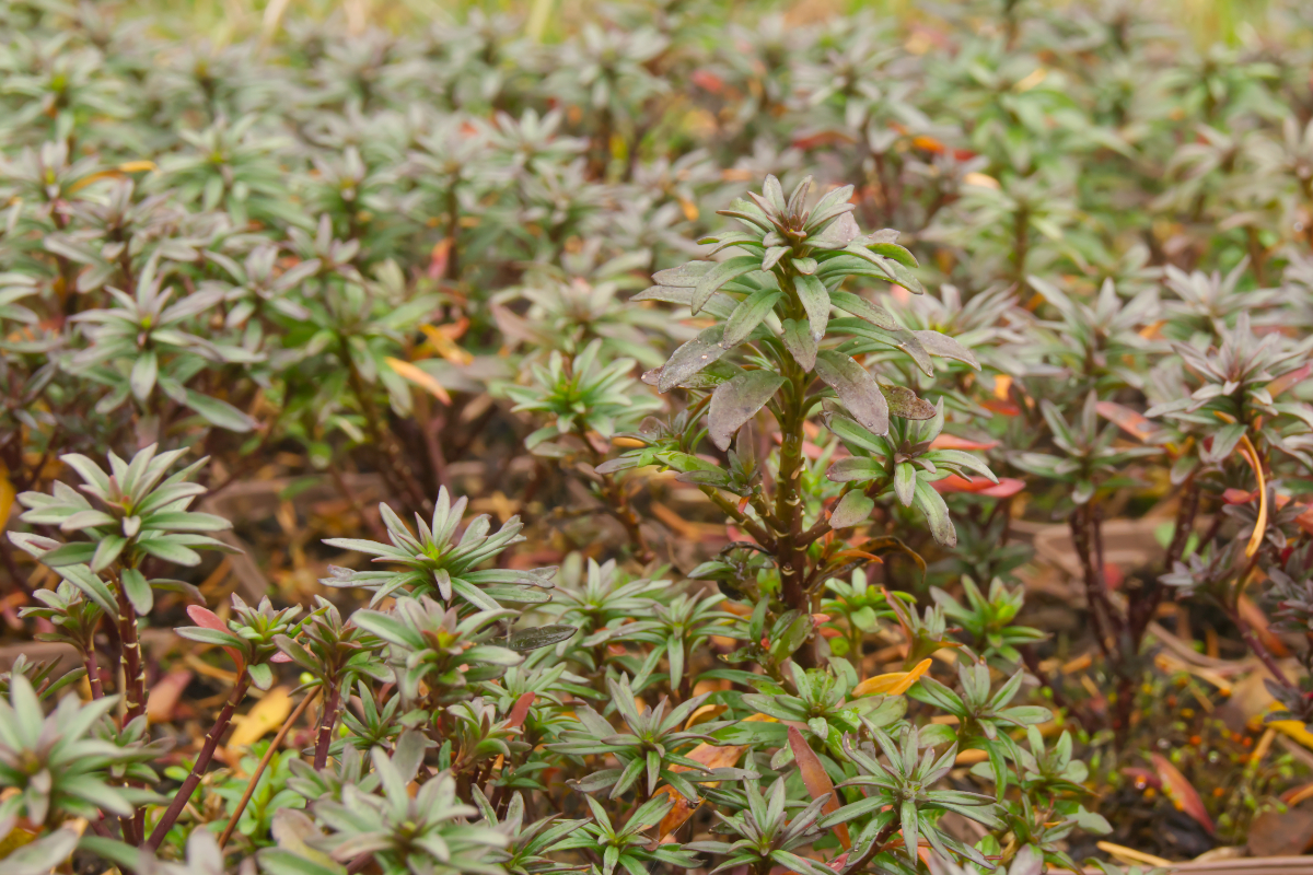 Iberis sempervirens 'Absolutely Amethyst' - Schleifenblume