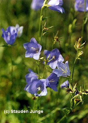Campanula persicifolia 'Grandiflora Coerulea' - Pfirsichblättrige Glockenblume