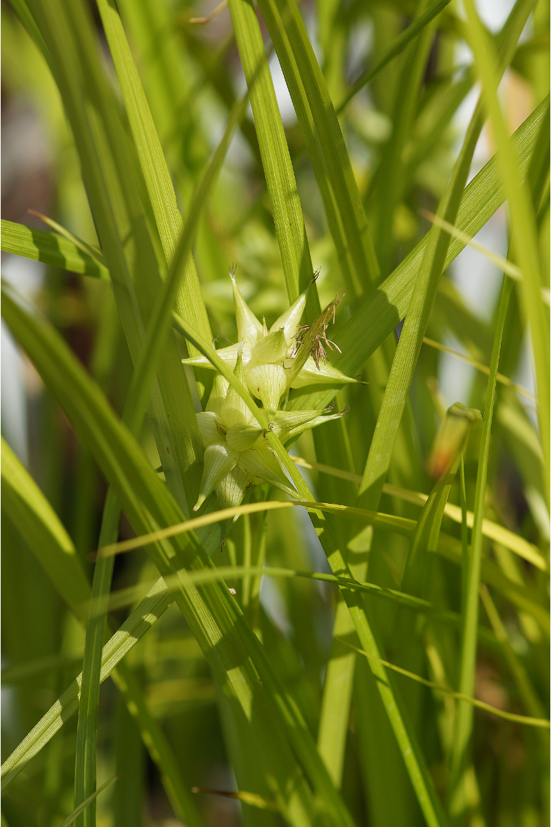 Carex grayi
