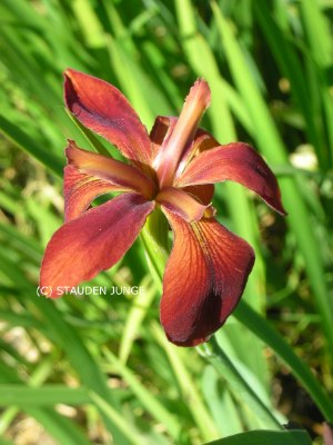 Iris fulva