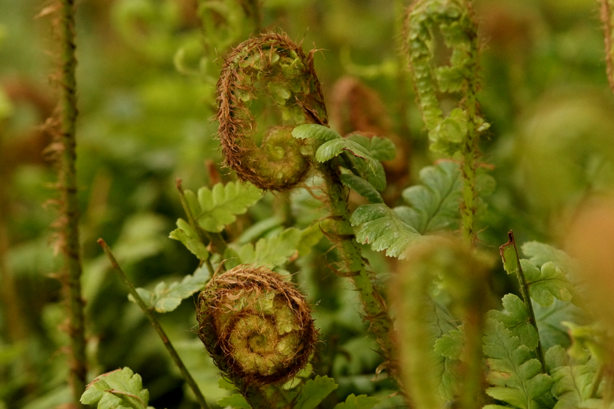 Dryopteris affinis ssp. affinis gen.