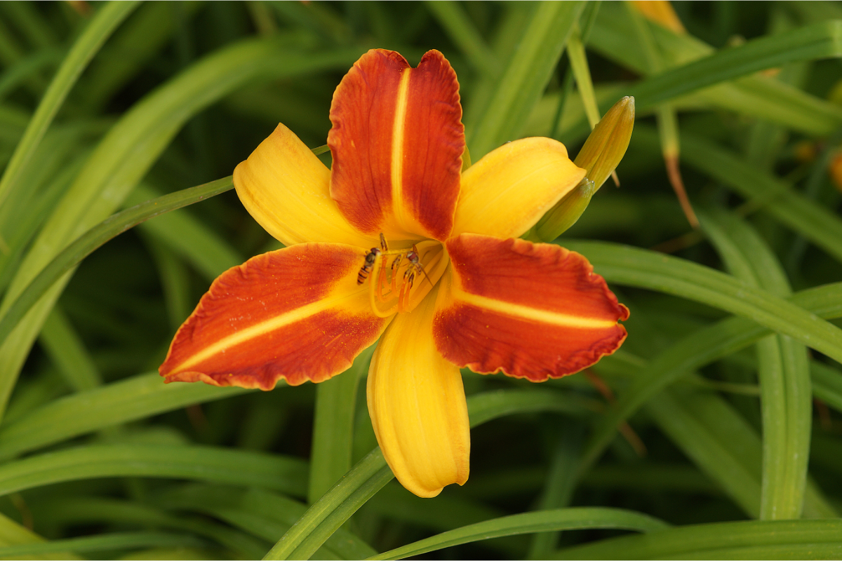 Hemerocallis Hybride 'Frans Hals' - Taglilie
