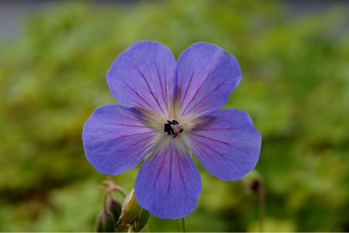 Geranium pratense  'Johnson's Blue'